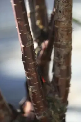 PRUNUS serrula - image 2
