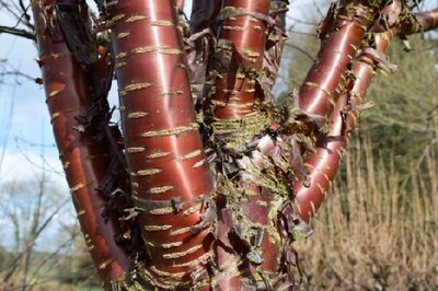 PRUNUS serrula - image 2