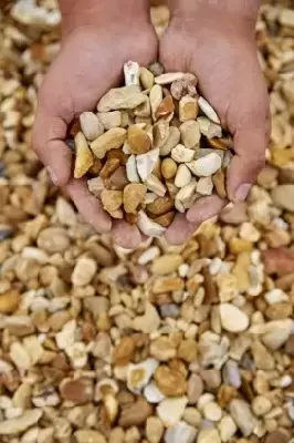 Golden Gravel - image 3