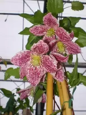CLEMATIS cirrhosa 'Freckles'