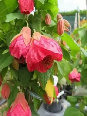 ABUTILON 'Aphrodite'