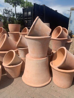 Pot Camelia