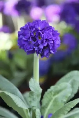 PRIMULA denticulata 'Lilac'