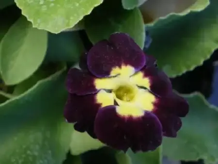 PRIMULA auricula