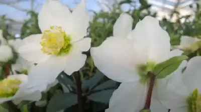 HELLEBORUS niger 'Jacob Royal'