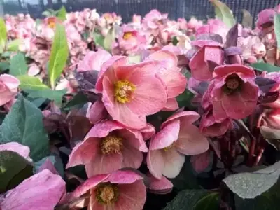 HELLEBORUS 'Pink Frost'