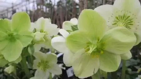 HELLEBORUS 'Ice Breaker Max'