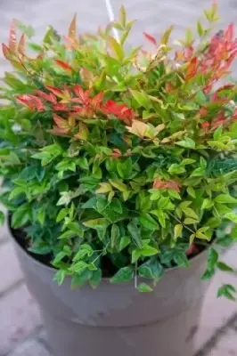 NANDINA domestica 'Twilight' - image 2