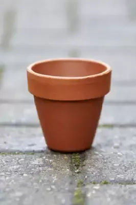 Pot Standard Flower Pot