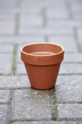 Pot Standard Flower Pot