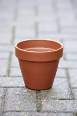 Pot Standard Flower Pot