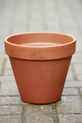 Pot Standard Flower Pot