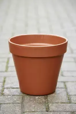 Pot Standard Flower Pot