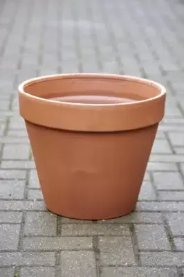 Pot Standard Flower Pot
