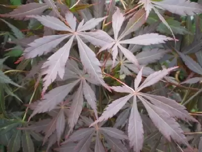 ACER palmatum 'Sumi-nagashi'