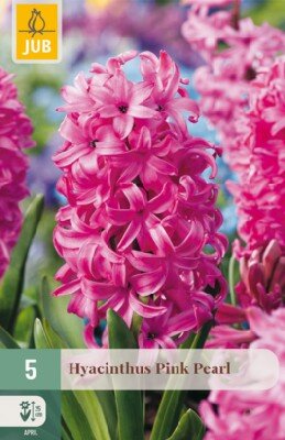 HYACINTHUS 'Pink Pearl'