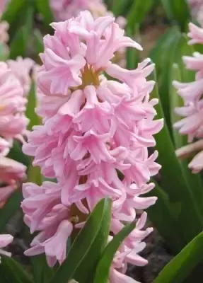 HYACINTHUS 'Pink Surprise'