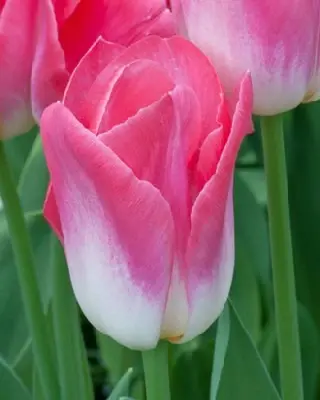 TULIPA 'Dynasty'