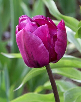 TULIPA 'Negrita'