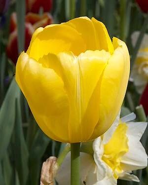 TULIPA 'Novi Sun'