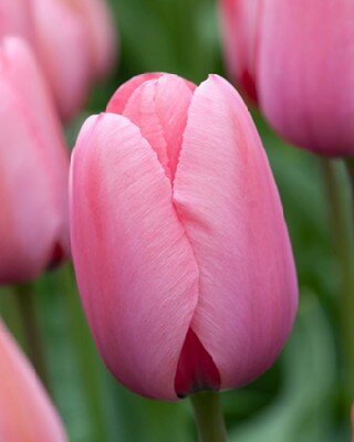 TULIPA 'Pink Impression'