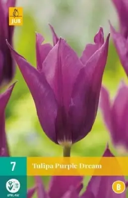 TULIPA 'Purple Dream'