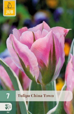 TULIPA 'China Town'