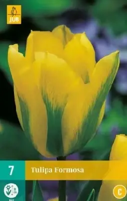 TULIPA 'Formosa'