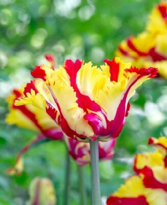 TULIPA 'Texas Flame'