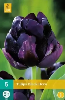 TULIPA 'Black Hero'
