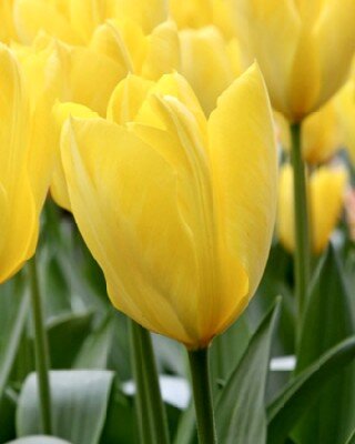 TULIPA 'Candela'