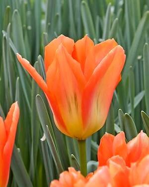 TULIPA 'Orange Emperor'