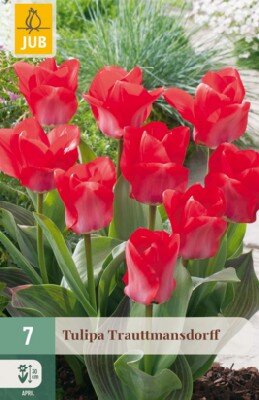 TULIPA 'Trauttmannsdorf'