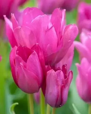 TULIPA 'Night Club'