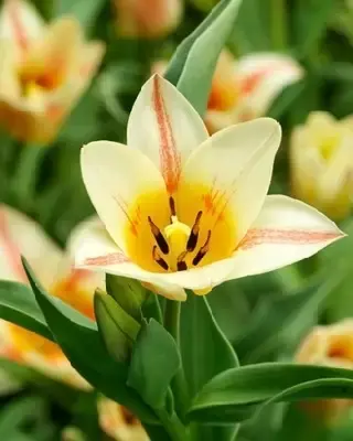TULIPA 'Quebec'
