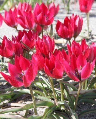 TULIPA 'Little Beauty'