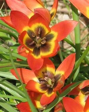 TULIPA 'Little Princess'