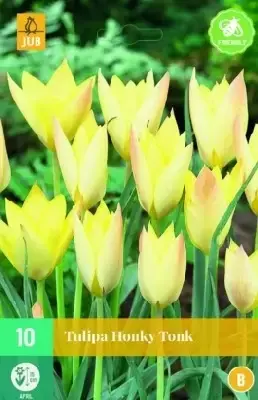 TULIPA 'Honky Tonk'