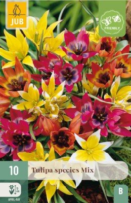 TULIPA species mixed