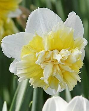 Narcissus 'Ice King'