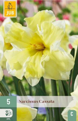 Narcissus 'Cassata'