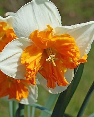 Narcissus 'Orangery'