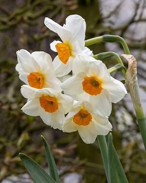 Narcissus 'Geranium'