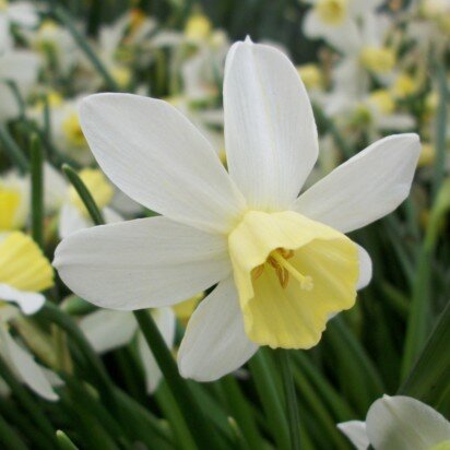 Narcissus 'Sailboat'