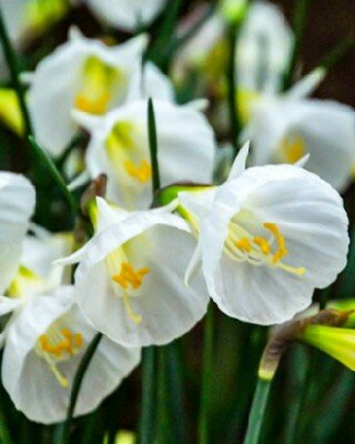 Narcissus 'White Petticoat'