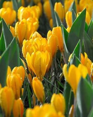 CROCUS 'Golden Yellow'