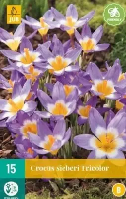 CROCUS sieberi 'Tricolor'