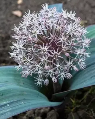 ALLIUM karataviense