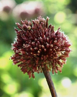 ALLIUM ameth 'Red Mohican'