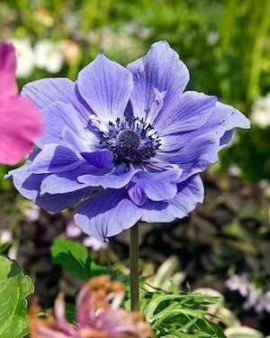 ANEMONE 'Lord Lieutenant'